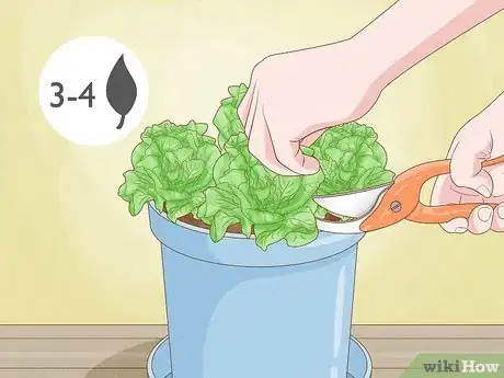 Image titled Grow Lettuce Indoors Step 13