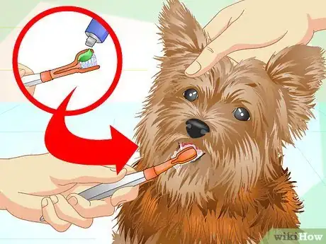Image titled Keep Your Yorkie's Teeth Clean Step 9