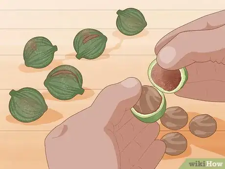 Image titled Grow Macadamia Nuts Step 18