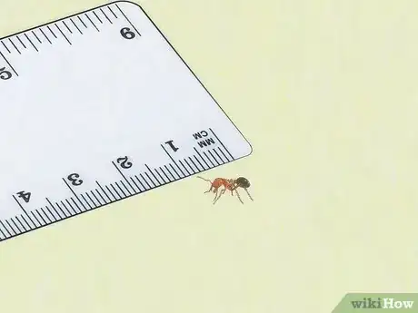 Image titled Identify Ants Step 9