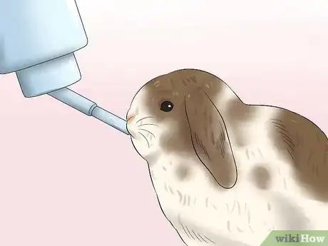Image titled Care for Holland Lop Rabbits Step 11