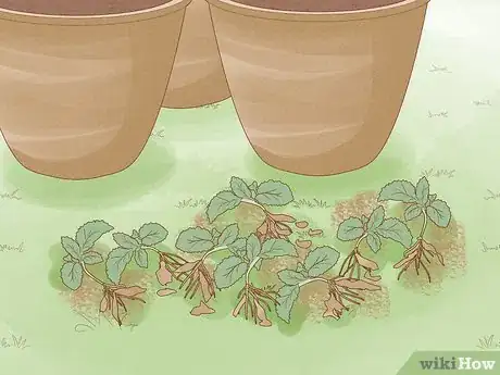 Image titled Grow Kale Step 11