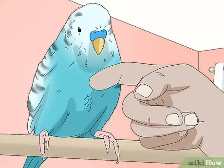 Image titled Hand Train a Parakeet Step 11