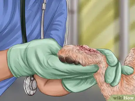 Image titled Diagnose Skin Masses on Dogs Step 10