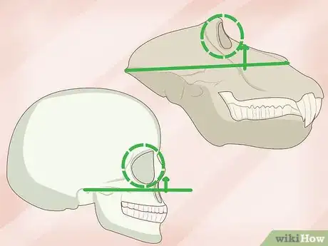 Image titled Identify Human Bones Step 3