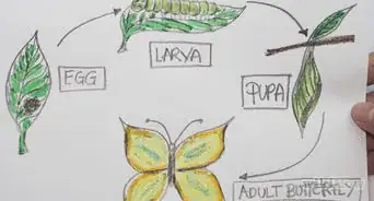 Draw the Parts of a Butterfly Life Cycle
