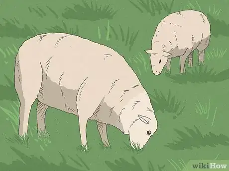 Image titled Drench Sheep Step 17