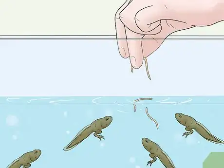 Image titled Care for African Clawed Frog Tadpoles Step 10