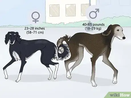 Image titled Identify a Greyhound Step 19