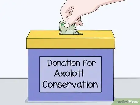 Image titled Help Prevent Axolotl Extinction Step 3