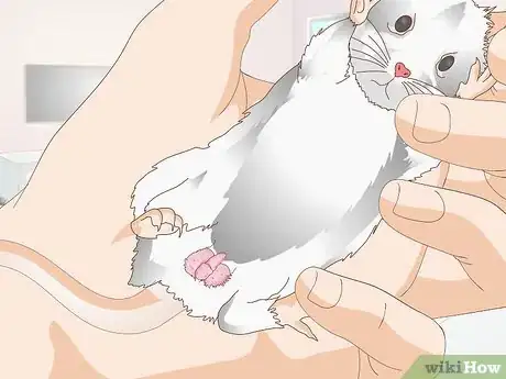 Image titled Treat Mice With Penile Prolapse Step 3