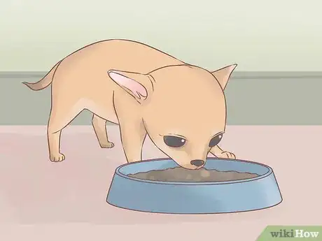 Image titled Care for Your Chihuahua Puppy Step 1