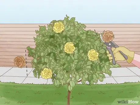 Image titled Prune Tree Roses Step 5
