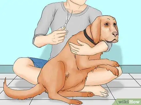 Image titled Remove Chewing Gum from a Dog's Hair Step 10