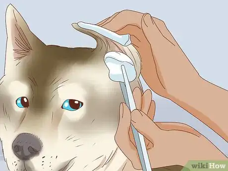 Image titled Care for a Dog's Torn Ear Step 16