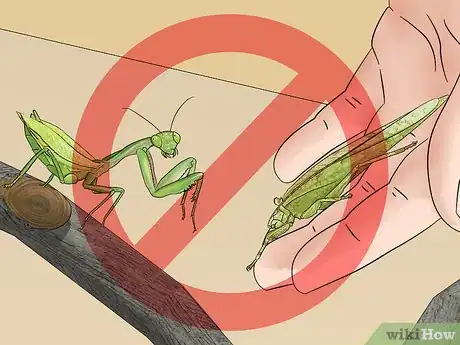 Image titled Make a Praying Mantis Habitat Step 7