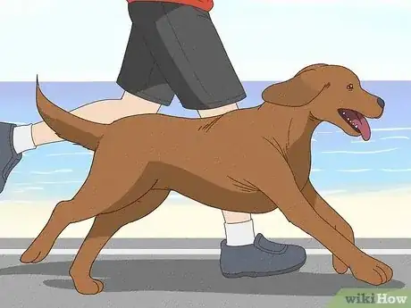 Image titled Stop a Dog from Pawing Step 9