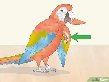 Image titled Stop a Macaw from Feather Picking or Chewing Step 3