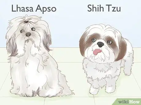 Image titled Identify a Shih Tzu Step 14