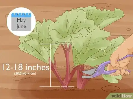 Image titled Grow Rhubarb Step 13