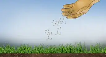 Grow Grass from Seeds