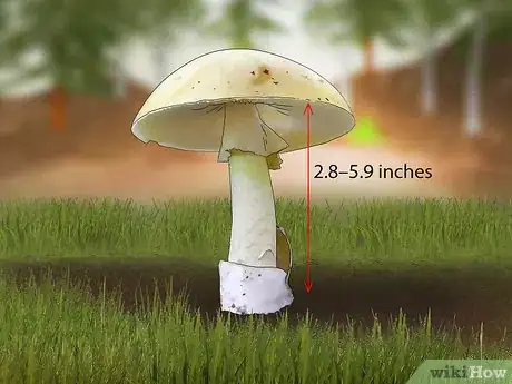 Image titled Identify a Death Cap Mushroom Step 5