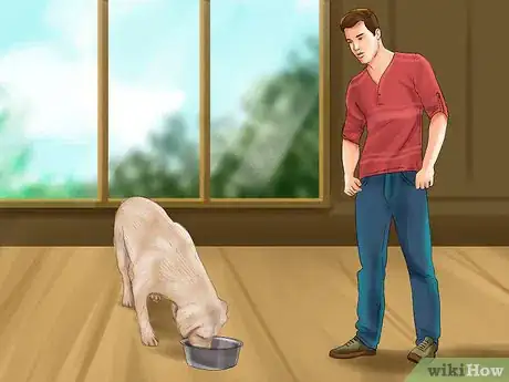 Image titled Know if Your Senior Dog Is in Pain Step 4