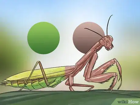 Image titled Catch and Keep a Praying Mantis Step 14