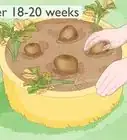 Grow Potatoes from Potatoes
