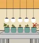 Plant Cannabis Seeds Indoors