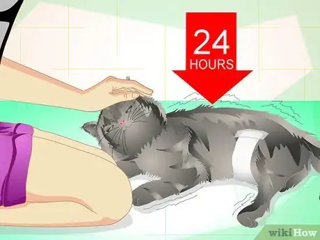 Image titled Get Your Cat Spayed Step 12