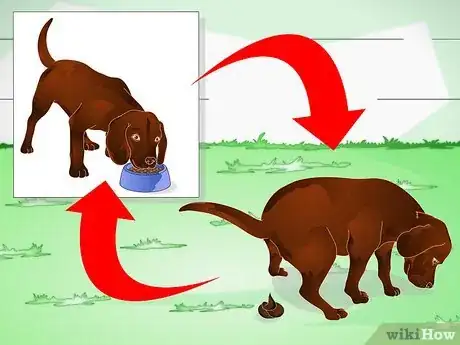 Image titled Housebreak an Adult Dog Step 6