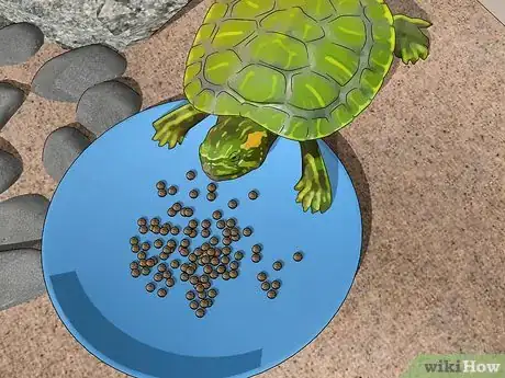 Image titled Look After a Turtle Step 9