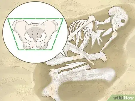 Image titled Identify Human Bones Step 6