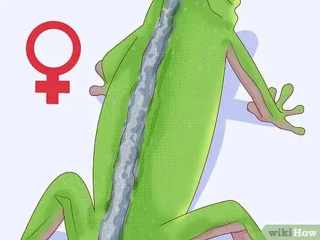 Image titled Determine the Sex of a Green Anole Step 2