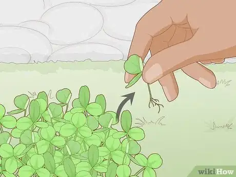 Image titled Eliminate Clover from Your Lawn Step 5