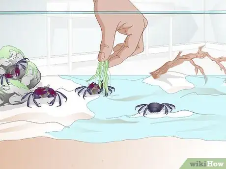 Image titled Take Care of a Purple Thai Devil Crab Step 6