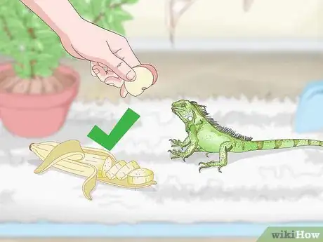 Image titled Care for an Iguana Step 11