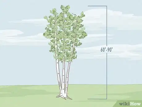 Image titled Identify Different Species of Birch Trees Step 2