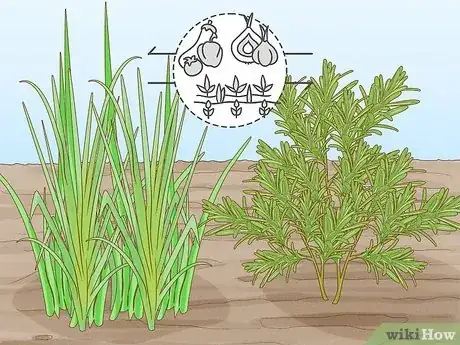 Image titled Onion Companion Plants Step 13