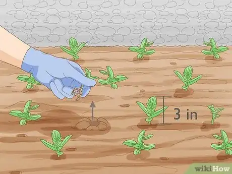 Image titled Plant Zinnias Step 8