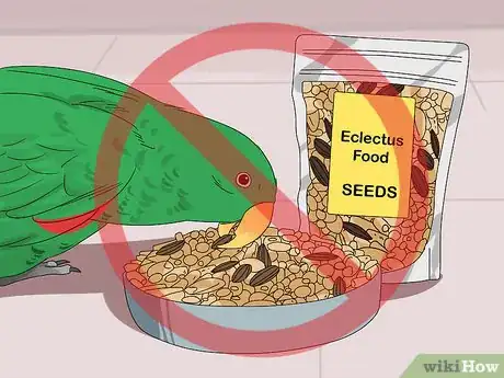 Image titled Spot Signs of Nutritional Disorders in Eclectus Parrots Step 12