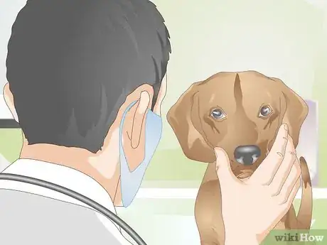 Image titled Treat a Dog Sneezing Blood Step 4