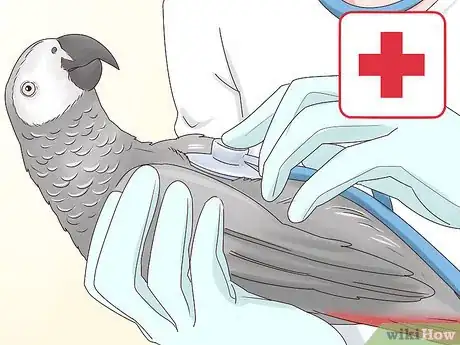 Image titled Treat Nutritional Deficiencies in African Grey Parrots Step 5