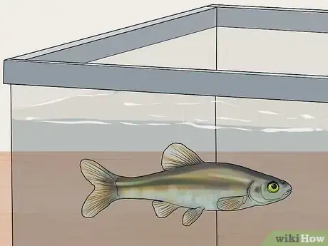 Image titled Keep Bass and Other American Gamefish in Your Home Aquarium Step 15