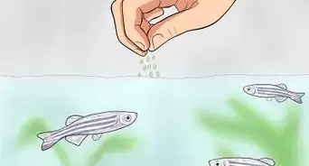 Care for Zebra Danios