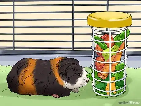 Image titled Treat an Impacted Guinea Pig Step 10