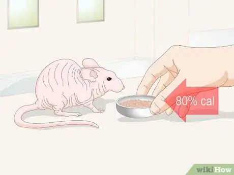 Image titled Care for a Hairless Rat Step 1