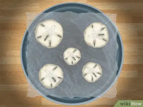 Image titled Clean and Preserve Sand Dollars Step 9