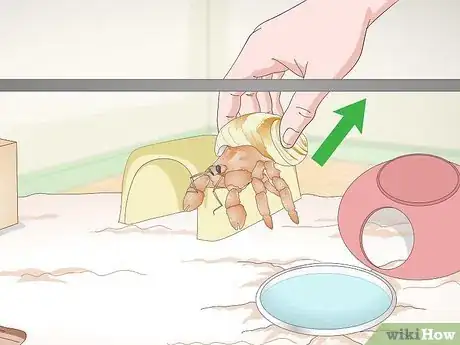 Image titled Play With Your Hermit Crab Step 10
